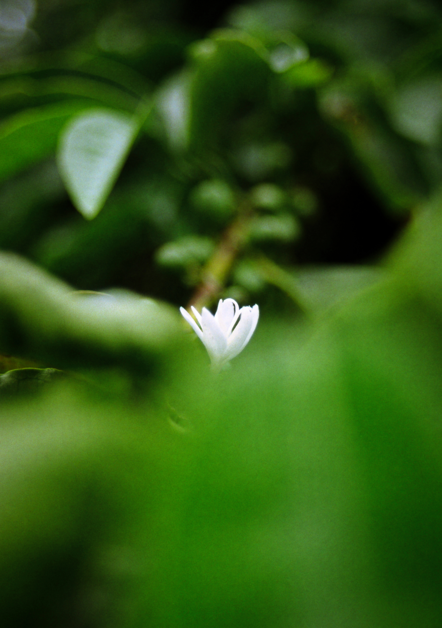 Hidden Reproductive Limitations in Coffee