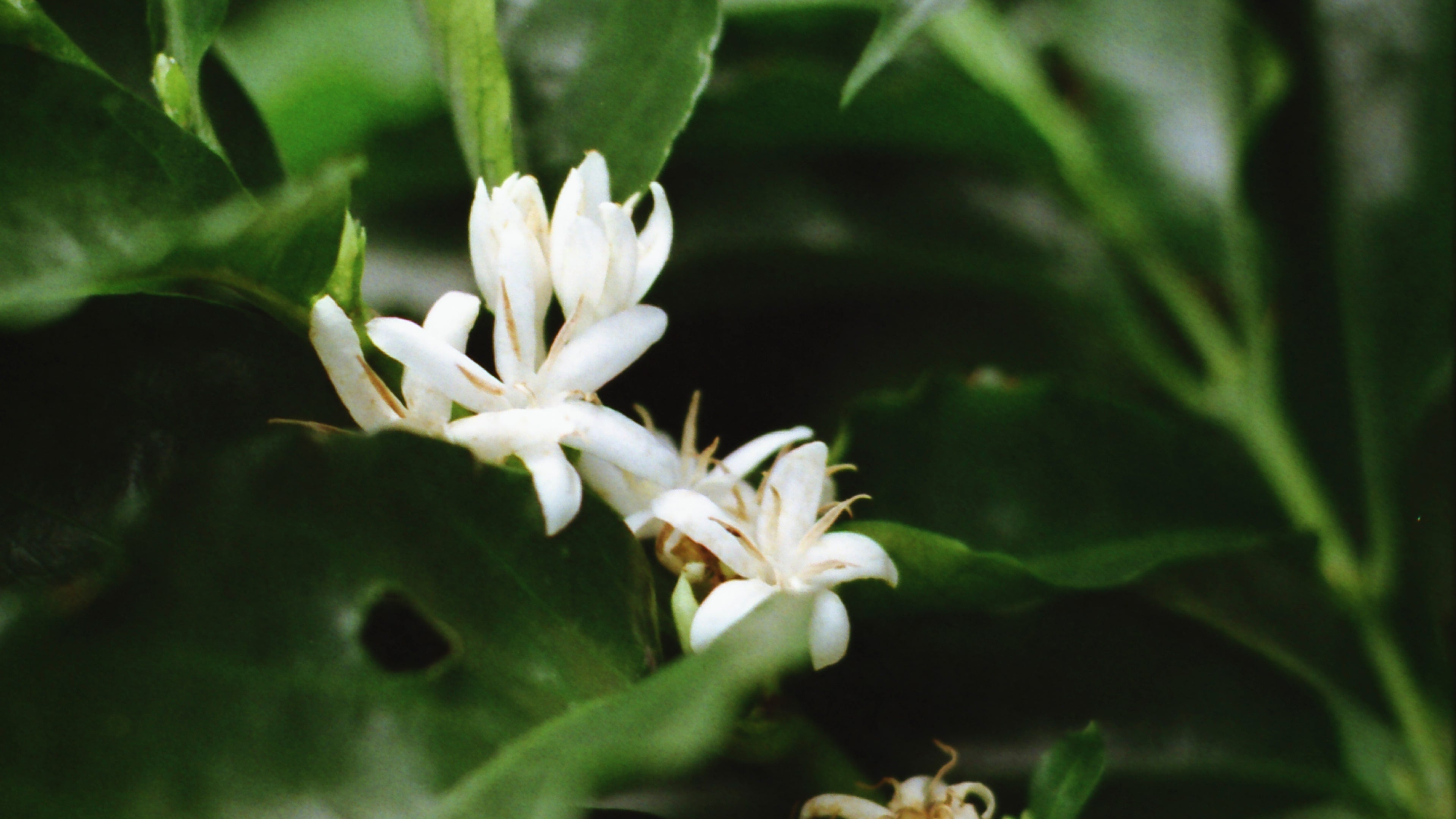 Pollination Experiment – POMA COFFEE