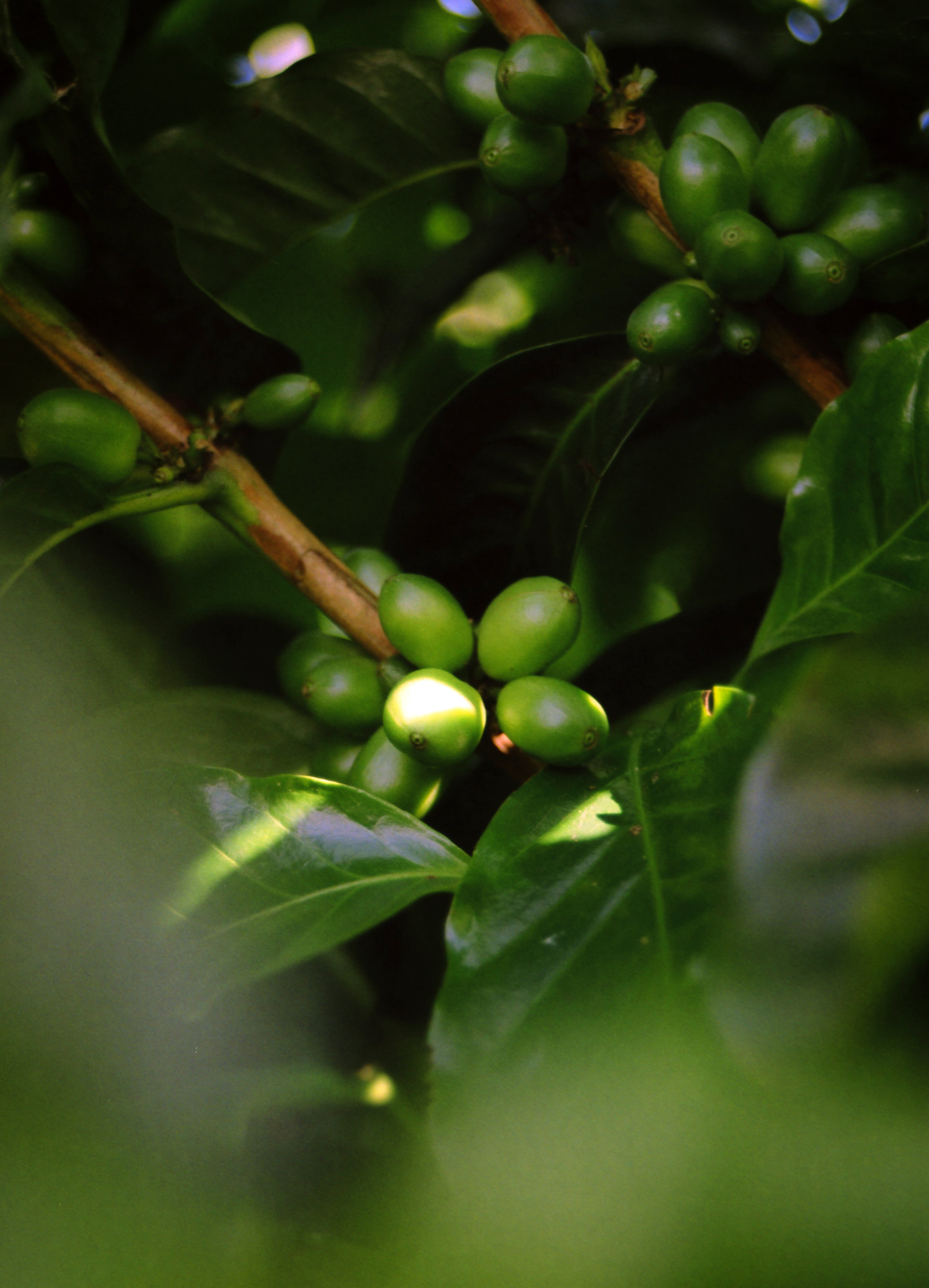 New Variety Testing in Phytotrons