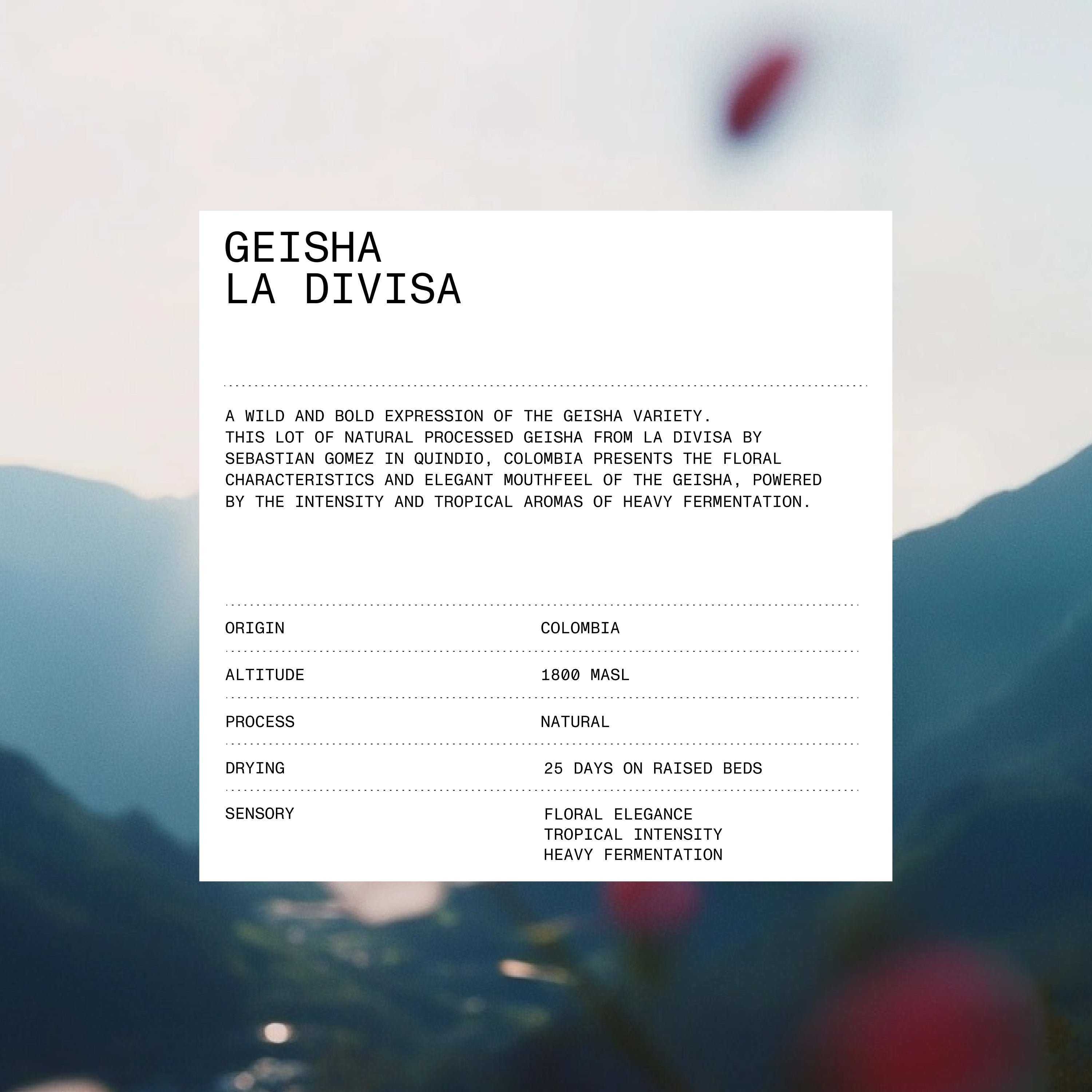 La Divisa - Natural Geisha
