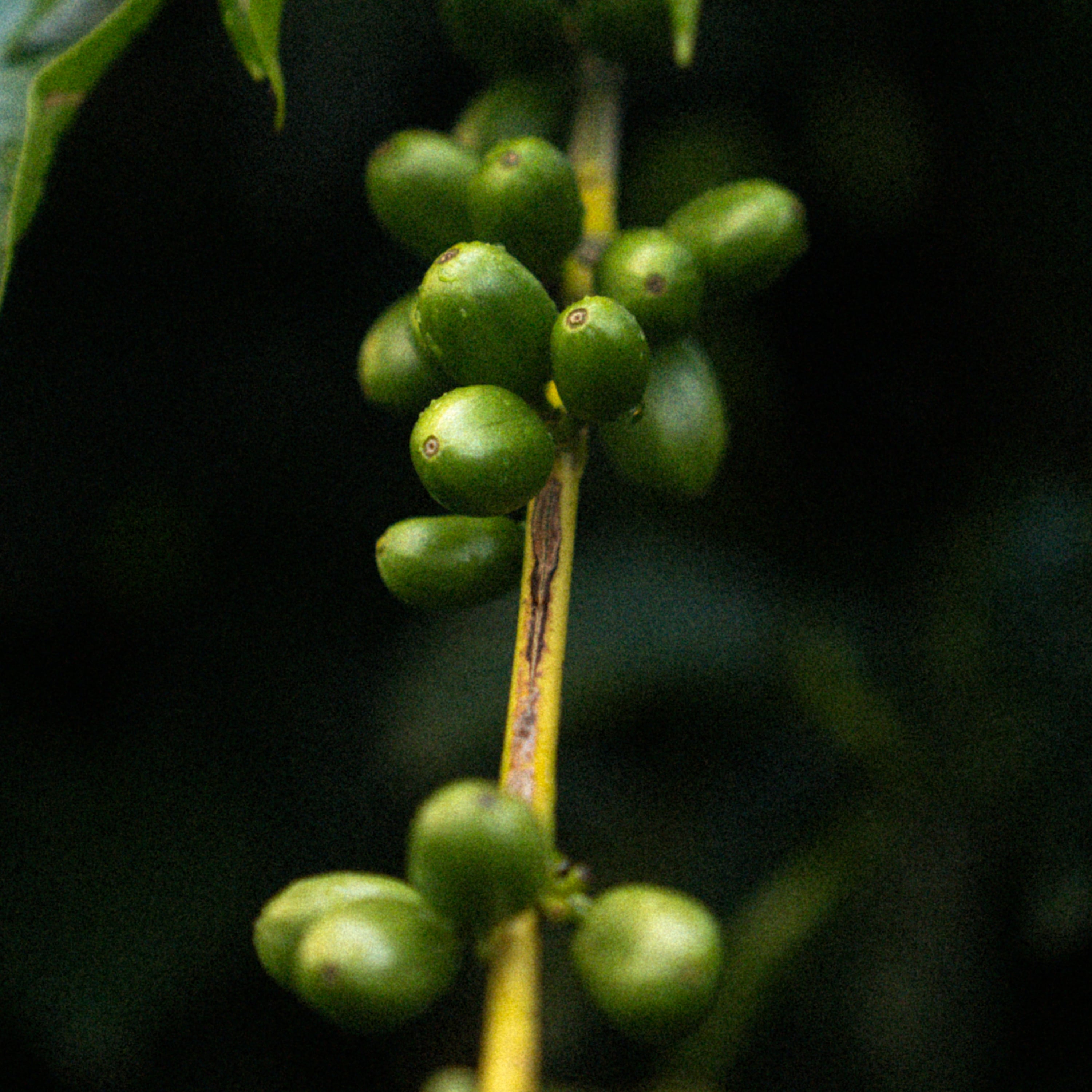 Multi-year pruning Experiment on Milenio