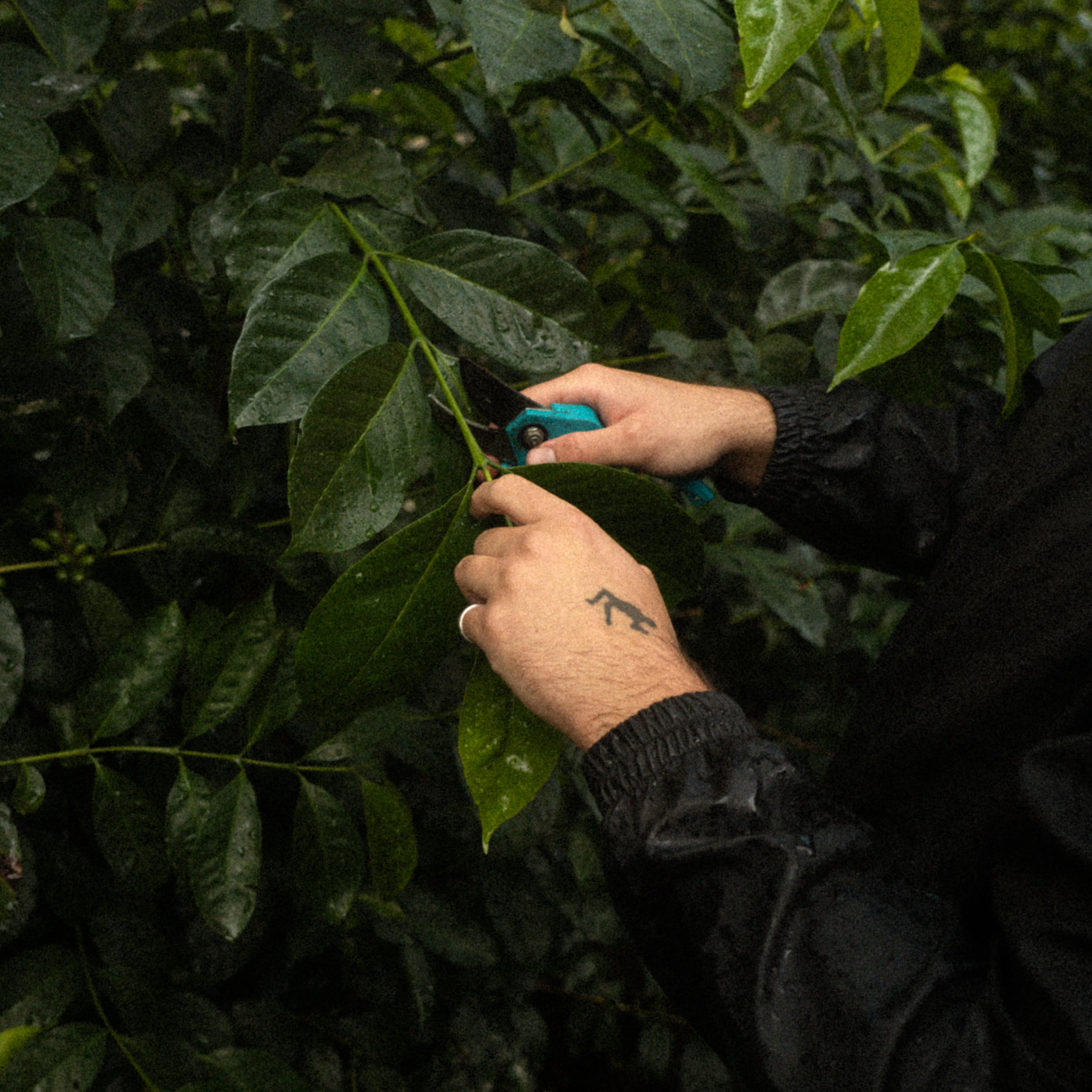 Multi-year pruning Experiment on Milenio