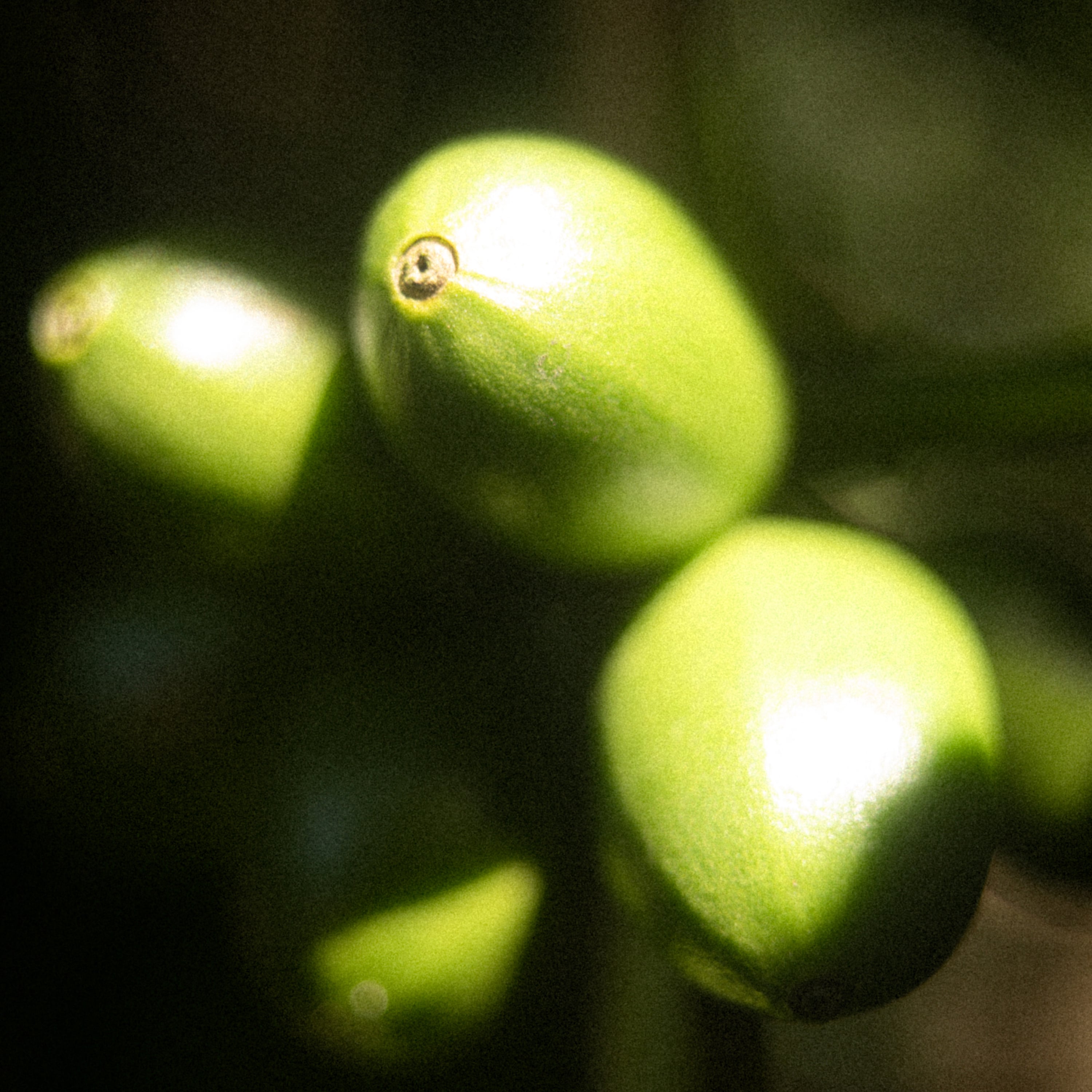 Rootstock Experiment on Typica